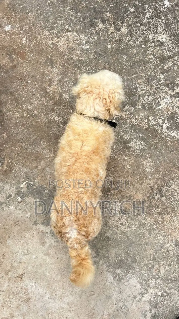 6-12 months Male Purebred Maltese