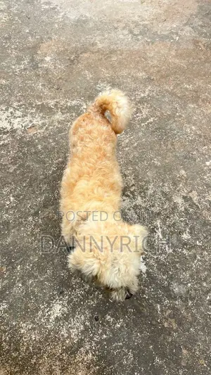 6-12 months Male Purebred Maltese