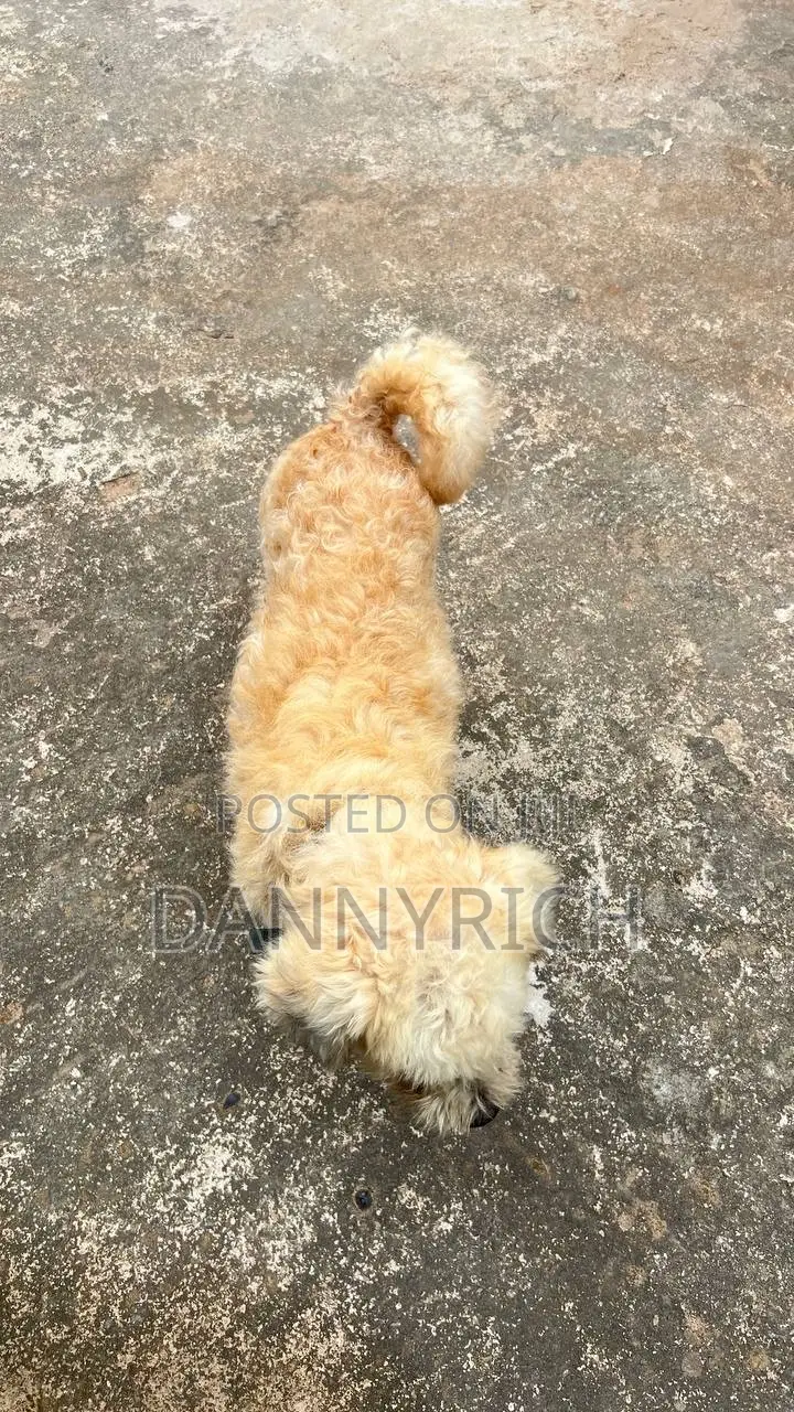 6-12 months Male Purebred Maltese