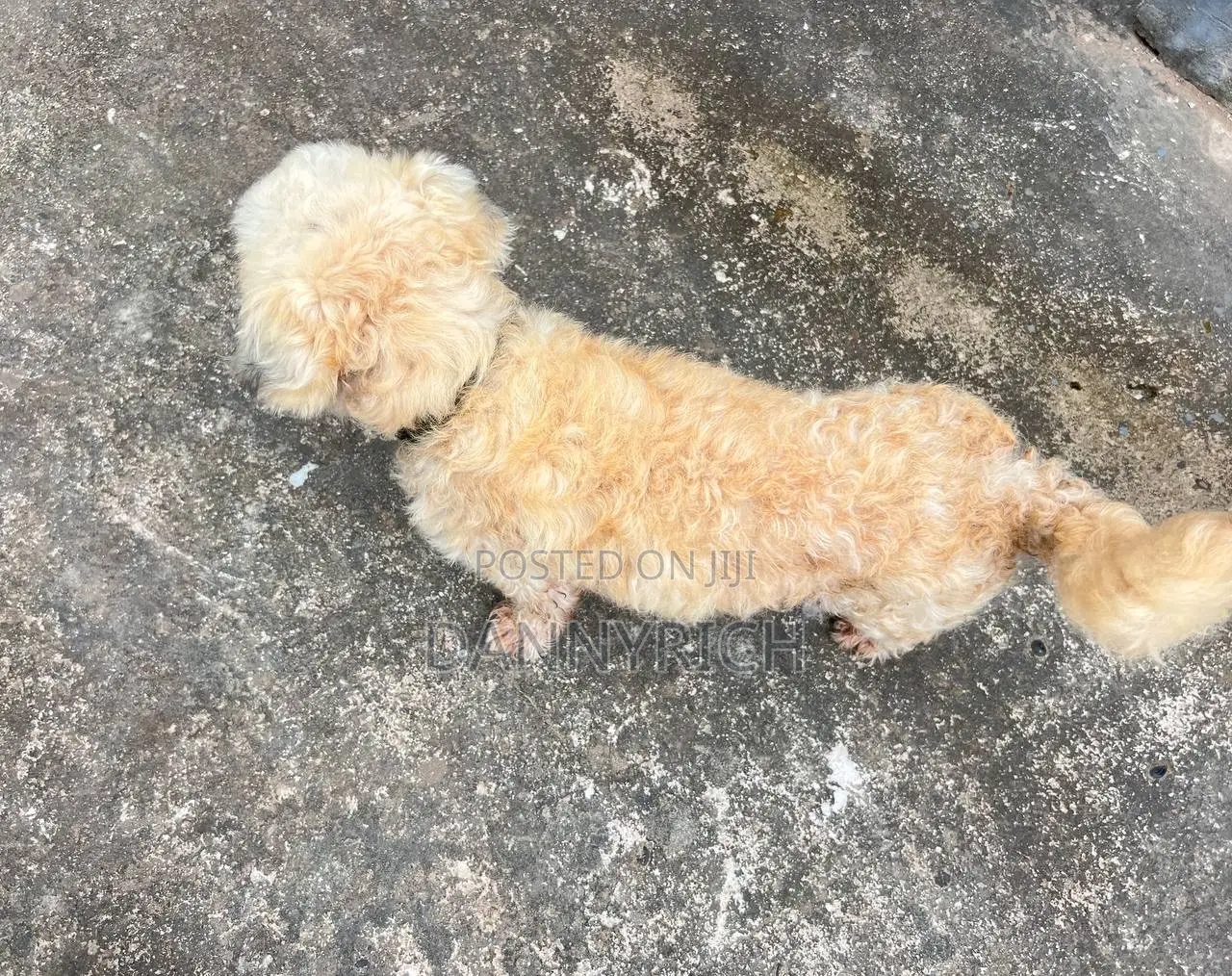 6-12 months Male Purebred Maltese