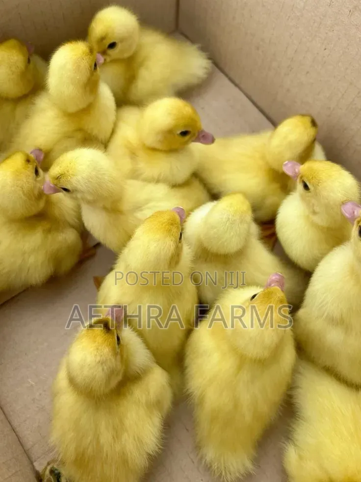 Belgian Muscovy Ducklings