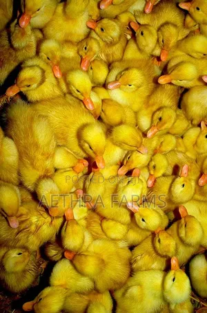 Belgian Muscovy Ducklings