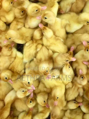 Belgian Muscovy Ducklings