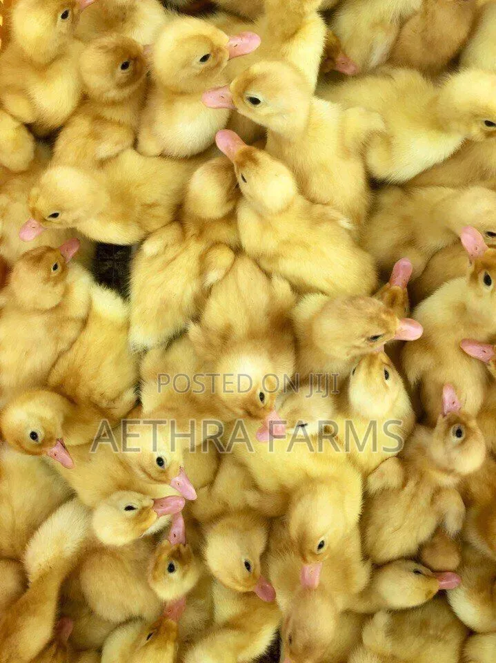 Belgian Muscovy Ducklings