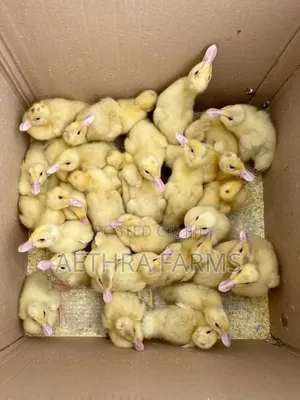 Belgian Muscovy Ducklings
