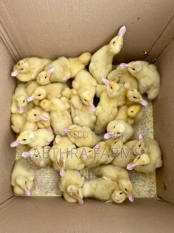 Belgian Muscovy Ducklings