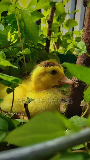 Belgian Muscovy Ducklings