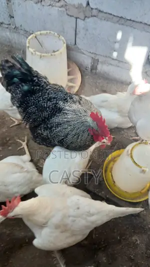Black and White Chicken for Sale (9 )Months Old