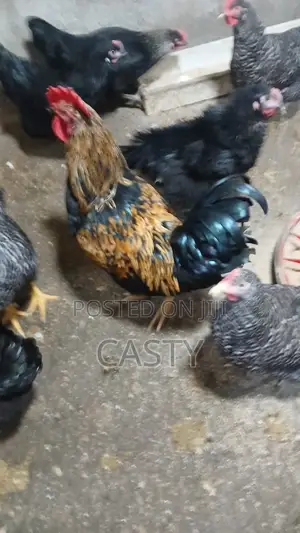 Black and White Chicken for Sale (9 )Months Old