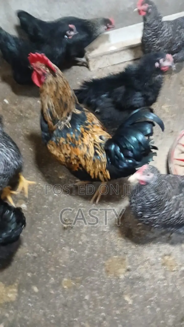 Black and White Chicken for Sale (9 )Months Old