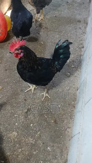 Black and White Chicken for Sale (9 )Months Old