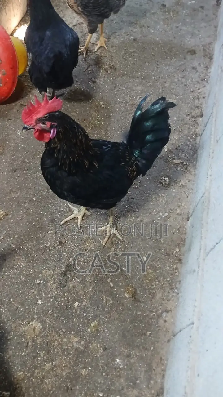 Black and White Chicken for Sale (9 )Months Old