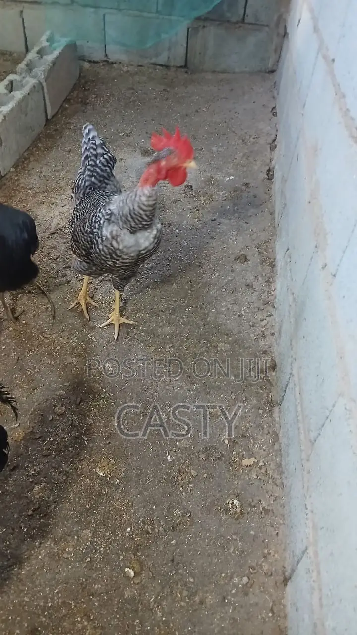 Black and White Chicken for Sale (9 )Months Old