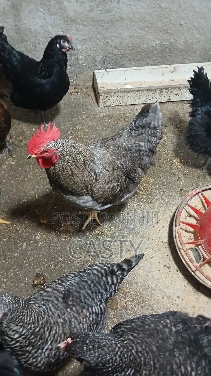 Black and White Chicken for Sale (9 )Months Old