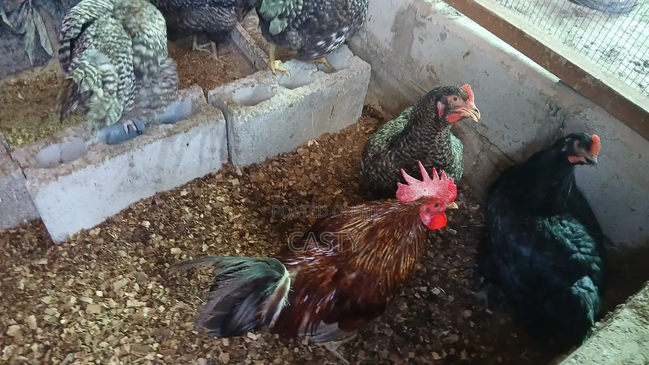 Black and White Chicken for Sale (9 )Months Old