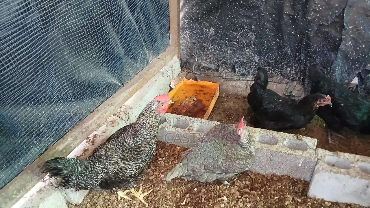 Black and White Chicken for Sale (9 )Months Old