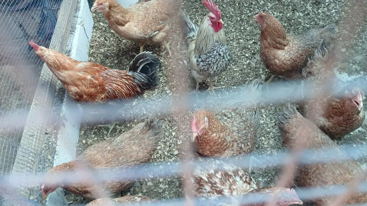 Black and White Chicken for Sale (9 )Months Old