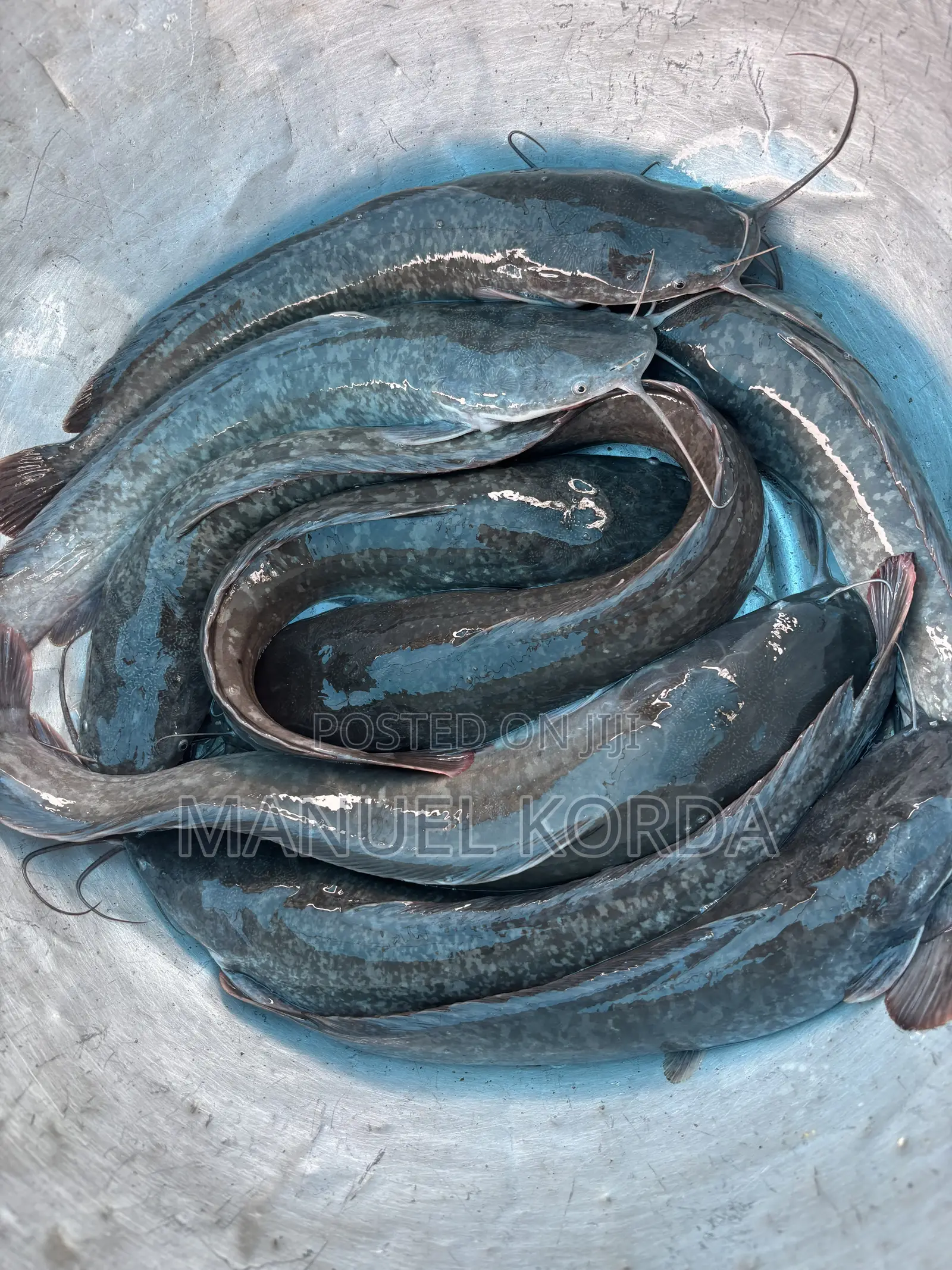 Fresh Catfish