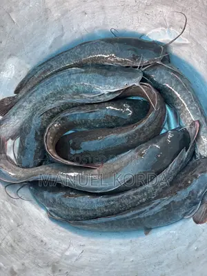 Fresh Catfish
