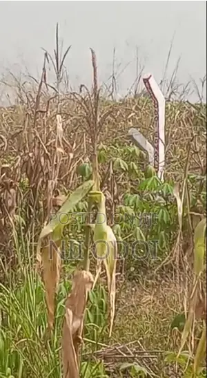 Plots for Sale at Kasoa Ahentia After Budumburam