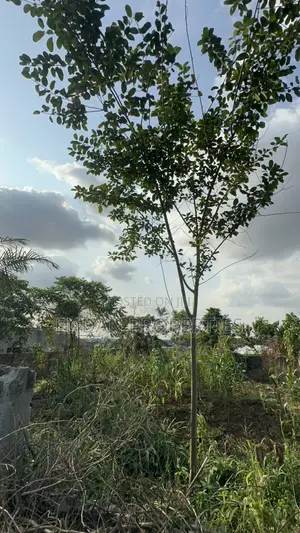 Walled Land for Sale in a Developed Area
