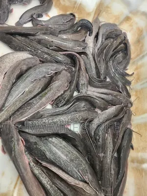Premium Catfish Ready for Sale
