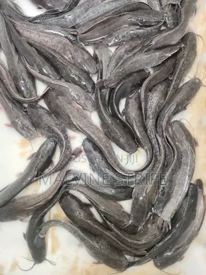Premium Catfish Ready for Sale