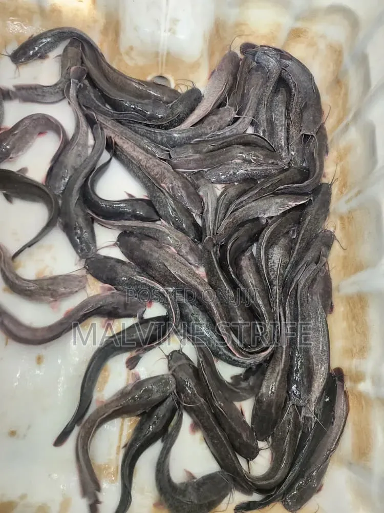 Premium Catfish Ready for Sale