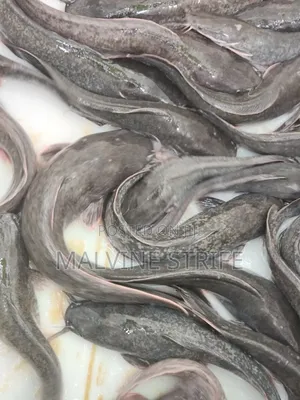 Premium Catfish Ready for Sale