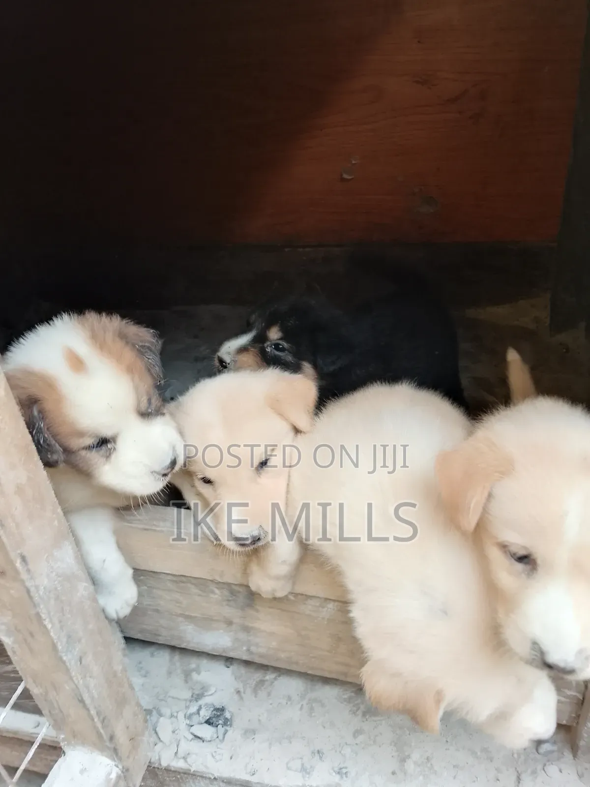 0-1 month Female Mixed Breed Mongrel (No Breed)