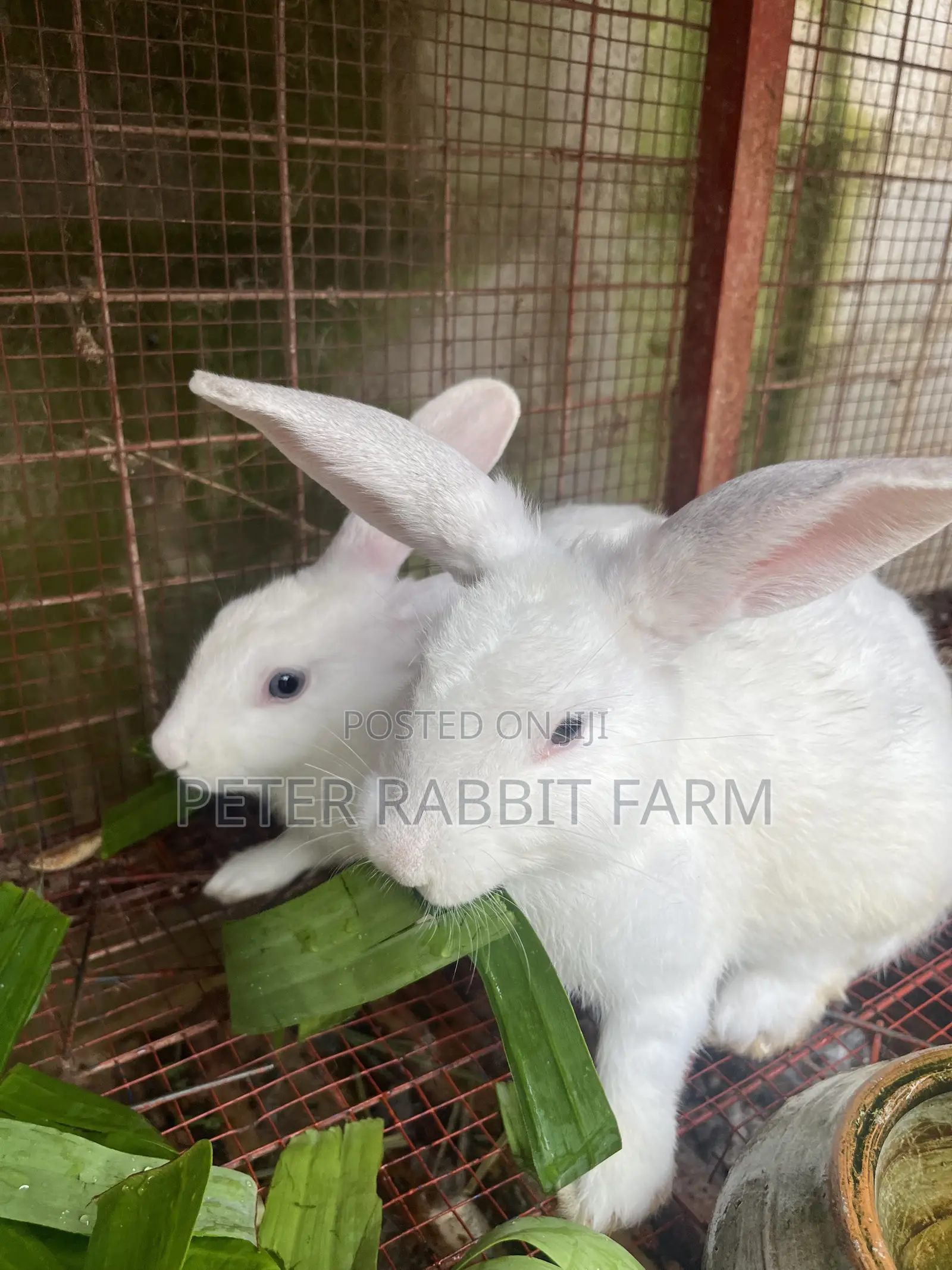 Male and Female Rabbit