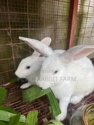 Male and Female Rabbit