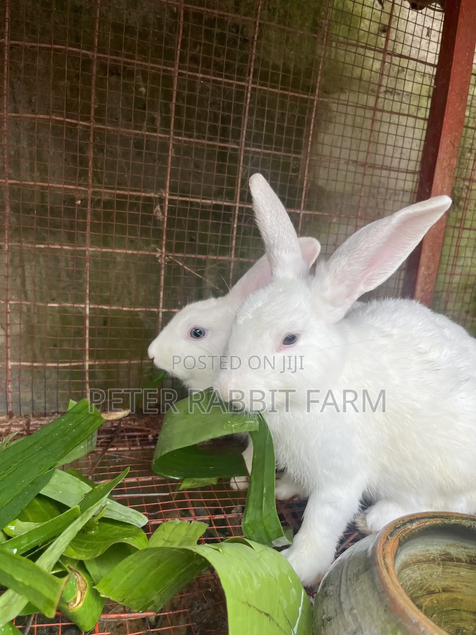 Male and Female Rabbit