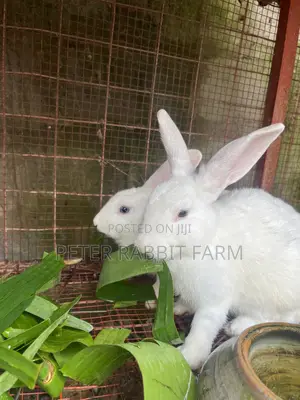 Male and Female Rabbit