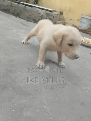 0-1 month Female Mixed Breed Mongrel (No Breed)