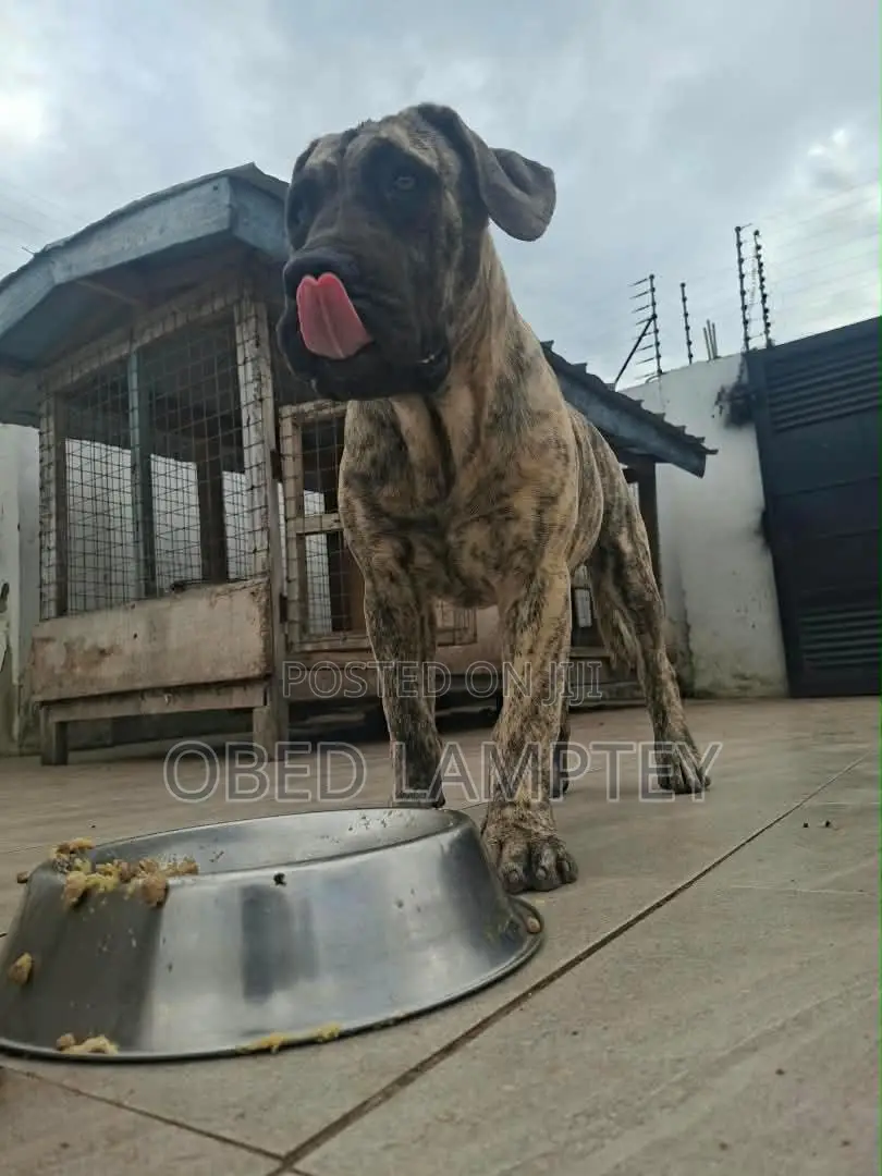 3-6 months Female Purebred Boerboel