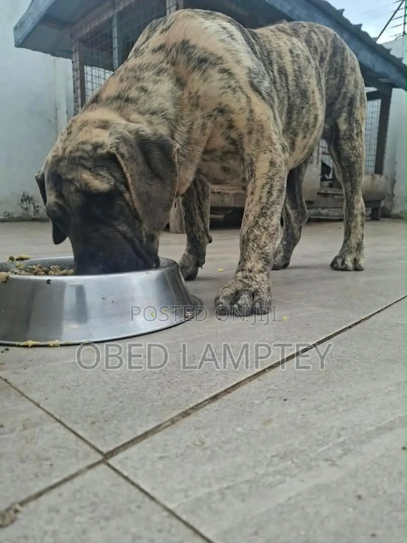 3-6 months Female Purebred Boerboel