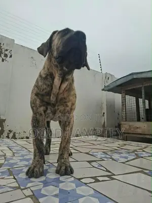 3-6 months Female Purebred Boerboel