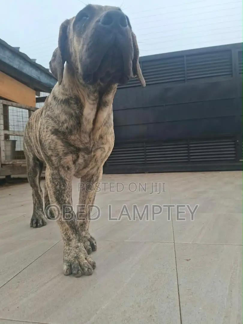 3-6 months Female Purebred Boerboel