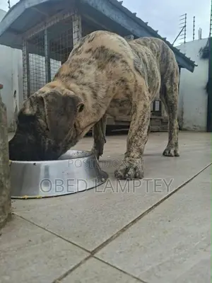 3-6 months Female Purebred Boerboel