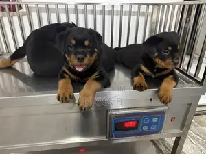 1-3 months Male Purebred Rottweiler