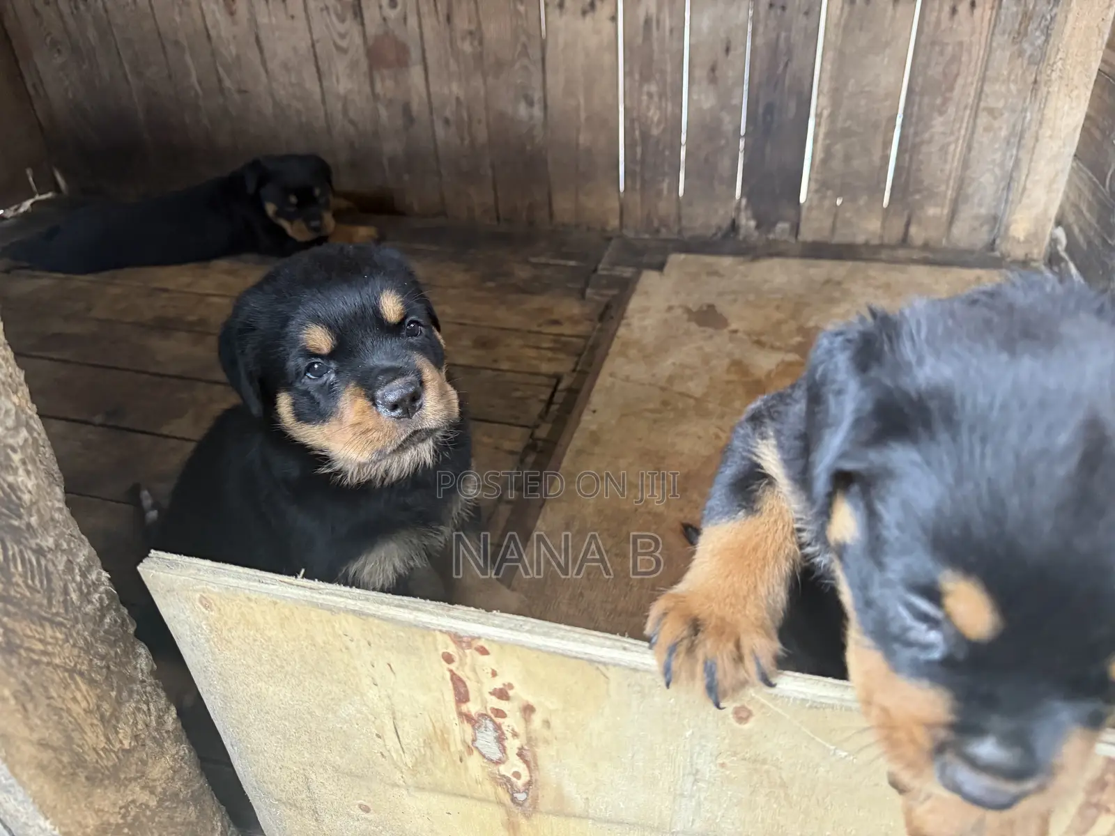 1-3 months Male Purebred Rottweiler