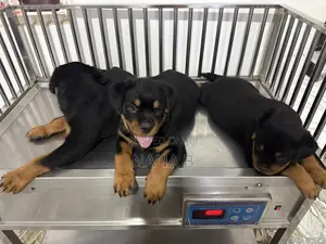 1-3 months Male Purebred Rottweiler