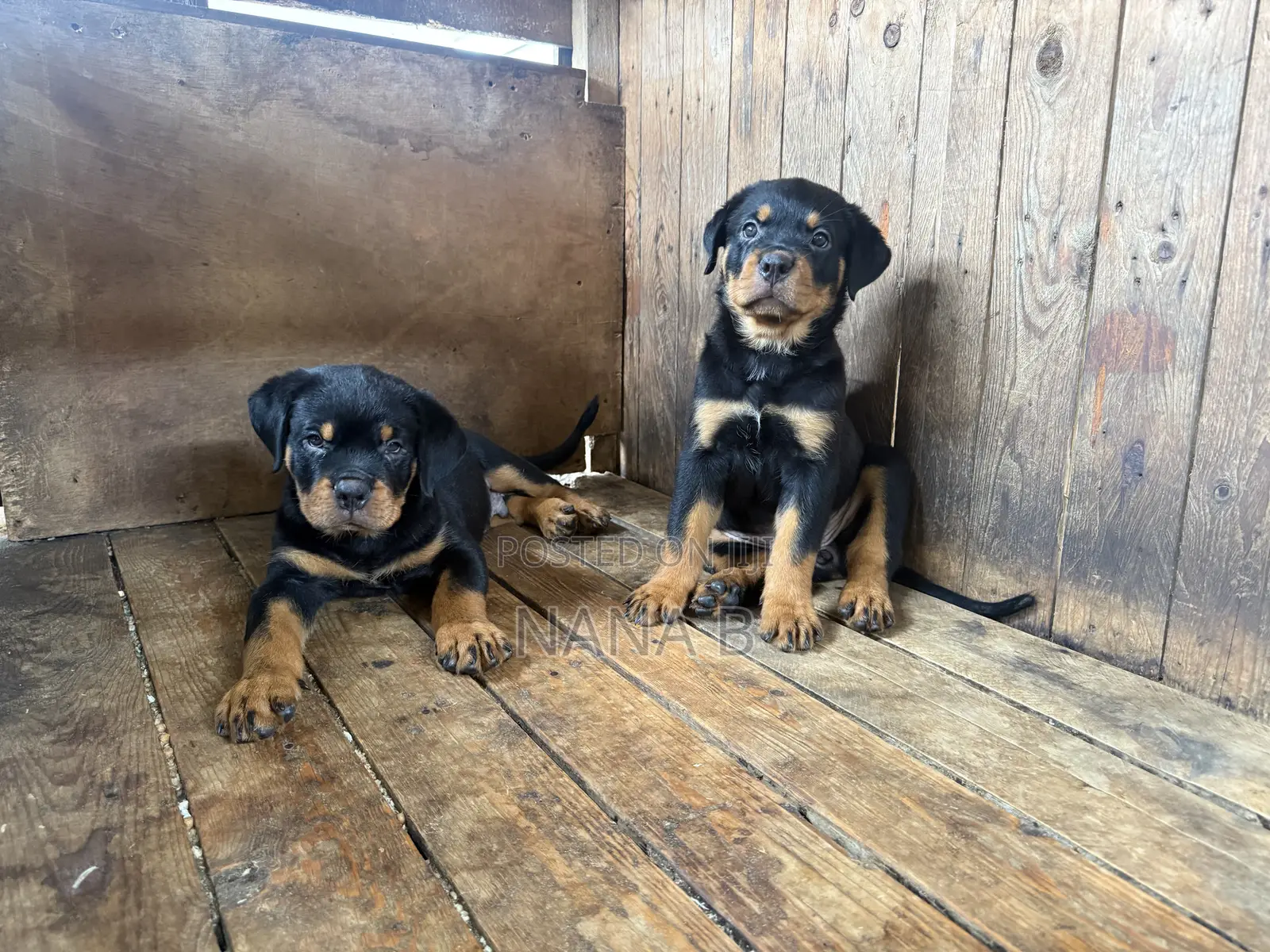1-3 months Female Purebred Rottweiler