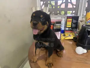 1-3 months Female Purebred Rottweiler