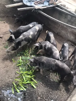 Ish Pig Farm