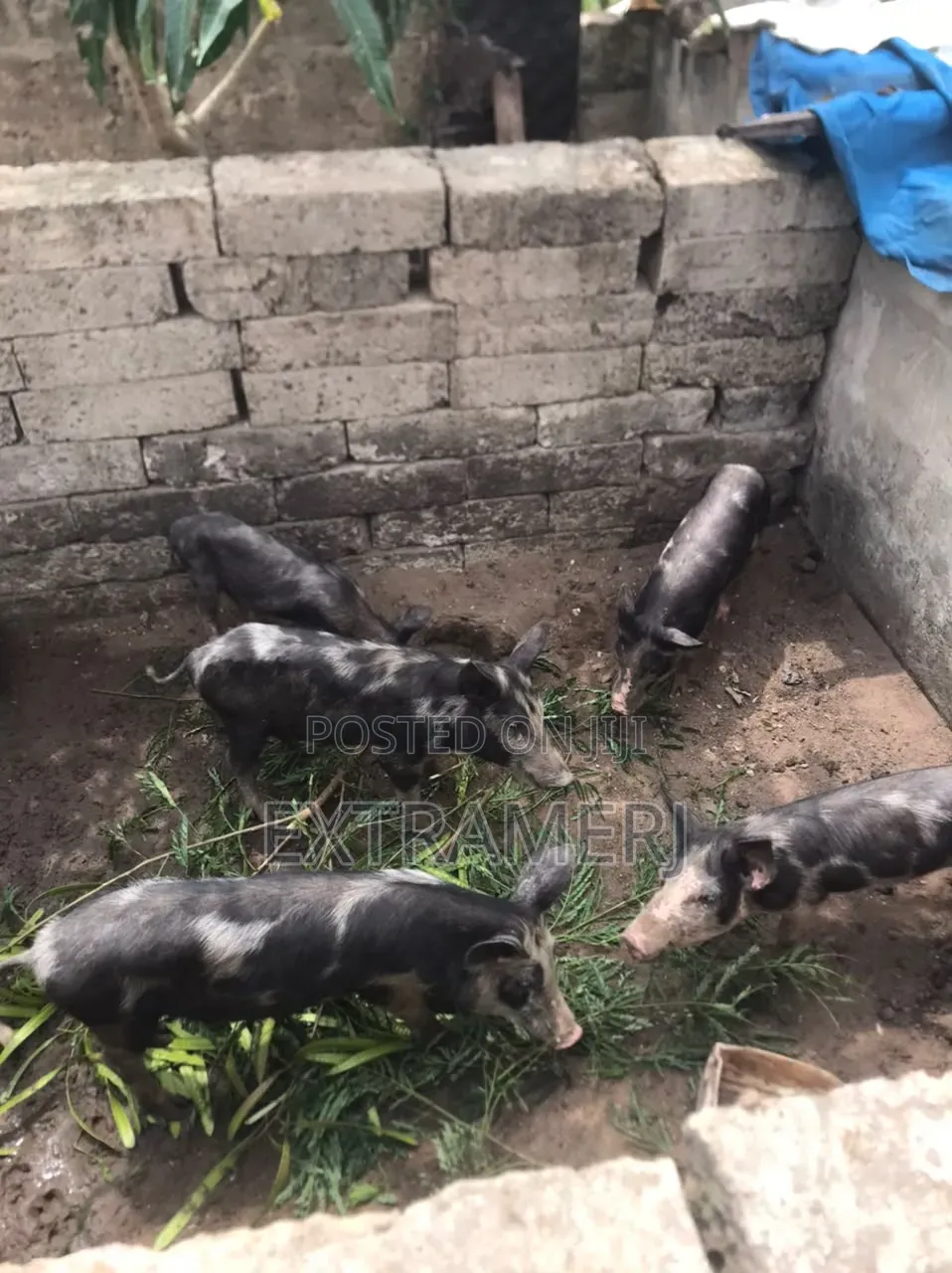 Ish Pig Farm