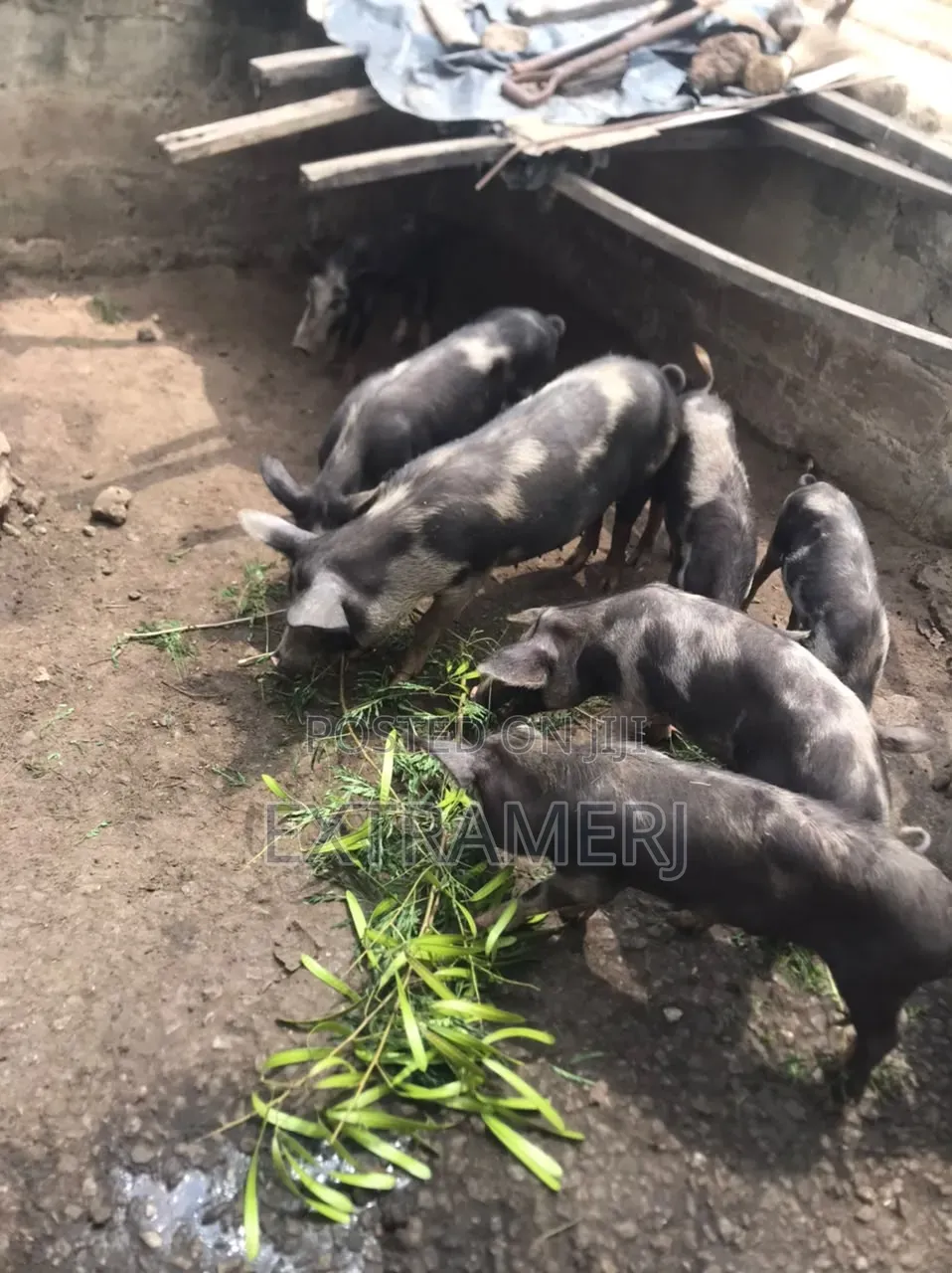 Ish Pig Farm