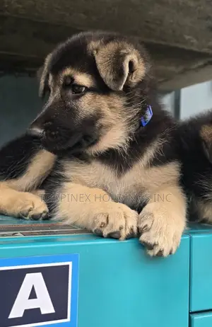 1-3 months Male Purebred German Shepherd