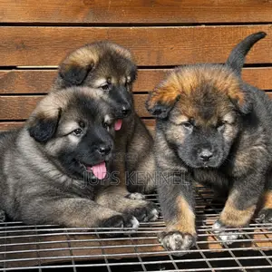 1-3 months Male Purebred Caucasian Shepherd
